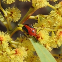 Calomela curtisi (Acacia leaf beetle) at Tuggeranong Hill - 20 Aug 2023 by owenh