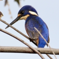 Ceyx azureus (Azure Kingfisher) at Wodonga - 13 Aug 2023 by PaulF