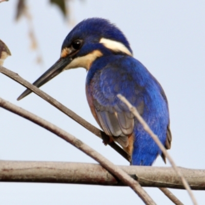 Ceyx azureus (Azure Kingfisher) at Wodonga, VIC - 13 Aug 2023 by PaulF