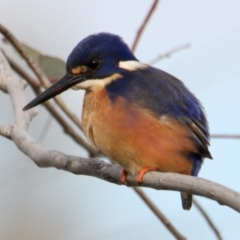 Ceyx azureus at Wodonga, VIC - 13 Aug 2023