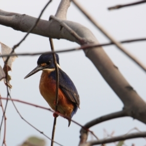 Ceyx azureus at Wodonga, VIC - 13 Aug 2023