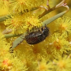 Heteronyx dimidiatus (Dimidiatus scarab beetle) at Tuggeranong Hill - 20 Aug 2023 by owenh