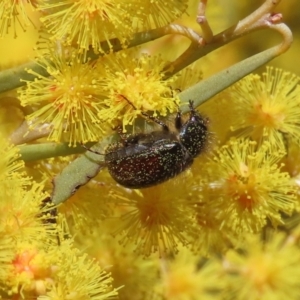 Heteronyx dimidiatus at Tuggeranong, ACT - 20 Aug 2023 01:15 PM