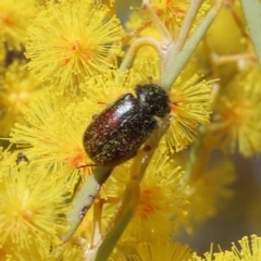 Heteronyx dimidiatus at Tuggeranong, ACT - 20 Aug 2023 01:15 PM