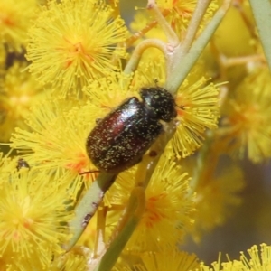 Heteronyx dimidiatus at Tuggeranong, ACT - 20 Aug 2023 01:15 PM