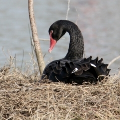 Cygnus atratus (Black Swan) at Belvoir Park - 13 Aug 2023 by PaulF