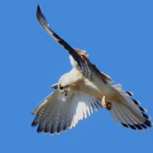 Falco cenchroides at Theodore, ACT - 20 Aug 2023