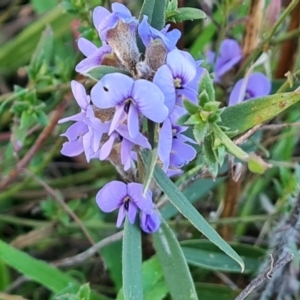 Hovea heterophylla at Tuggeranong, ACT - 20 Aug 2023 03:33 PM