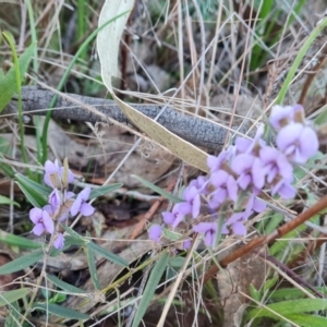 Hovea heterophylla at Tuggeranong, ACT - 20 Aug 2023 03:33 PM