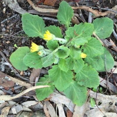 Cymbonotus sp. (preissianus or lawsonianus) (Bears Ears) at Googong, NSW - 1 Sep 2015 by Wandiyali