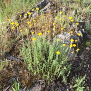 Leptorhynchos squamatus subsp. squamatus at Jerrabomberra, NSW - suppressed