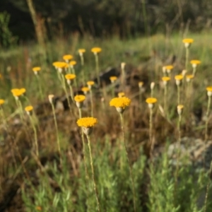 Leptorhynchos squamatus subsp. squamatus at Jerrabomberra, NSW - suppressed