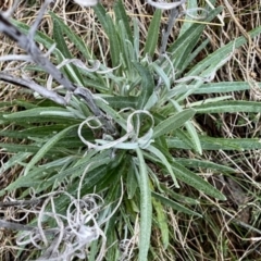 Senecio quadridentatus (Cotton Fireweed) at Googong, NSW - 19 Aug 2023 by Wandiyali