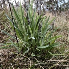 Senecio quadridentatus at Googong, NSW - 19 Aug 2023