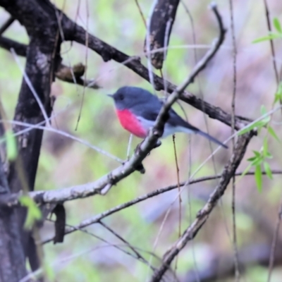 Petroica rosea (Rose Robin) at West Wodonga, VIC - 20 Aug 2023 by KylieWaldon