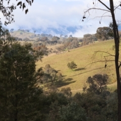 Petroica rosea at West Wodonga, VIC - 20 Aug 2023 10:30 AM