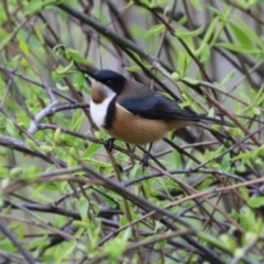 Acanthorhynchus tenuirostris (Eastern Spinebill) at Felltimber Creek NCR - 20 Aug 2023 by KylieWaldon