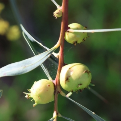 Trichilogaster sp. (genus) (Acacia gall wasp) at Wodonga - 20 Aug 2023 by KylieWaldon