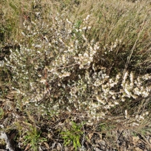 Leucopogon fletcheri subsp. brevisepalus at Tuggeranong, ACT - 20 Aug 2023