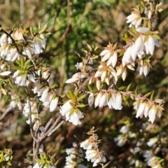 Styphelia fletcheri subsp. brevisepala at Tuggeranong, ACT - 20 Aug 2023