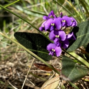 Hardenbergia violacea at Googong, NSW - suppressed