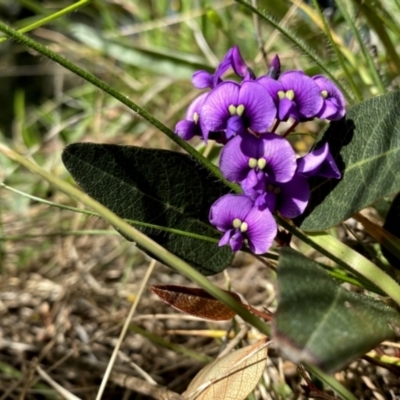 Hardenbergia violacea (False Sarsaparilla) at Googong, NSW - 15 Sep 2021 by Wandiyali
