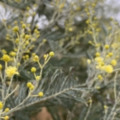 Acacia dealbata subsp. dealbata (Silver Wattle) at Googong, NSW - 2 Jun 2022 by Wandiyali