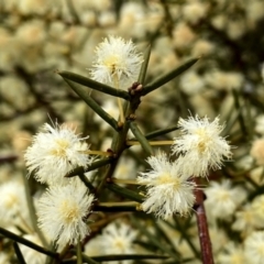 Acacia genistifolia (Early Wattle) at Googong, NSW - 11 Aug 2023 by Wandiyali