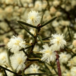 Acacia genistifolia at Googong, NSW - 12 Aug 2023