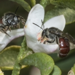 Lasioglossum (Parasphecodes) sp. (genus & subgenus) (Halictid bee) at Higgins, ACT - 19 Aug 2023 by AlisonMilton