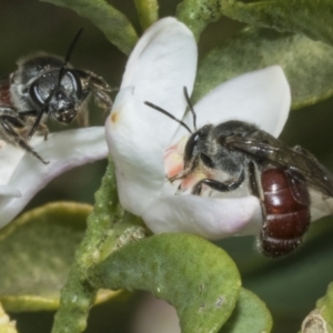 Lasioglossum (Parasphecodes) sp. (subgenus) at Higgins, ACT - 20 Aug 2023
