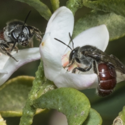 Lasioglossum (Parasphecodes) sp. (subgenus) (Halictid Bee) at Higgins, ACT - 19 Aug 2023 by AlisonMilton