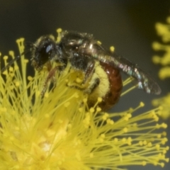 Lasioglossum (Parasphecodes) sp. (subgenus) at Higgins, ACT - 20 Aug 2023