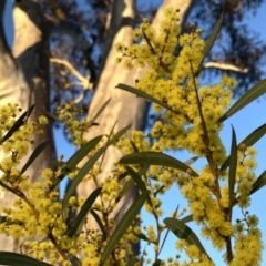 Acacia rubida (Red-stemmed Wattle, Red-leaved Wattle) at QPRC LGA - 29 Jul 2023 by Wandiyali
