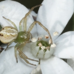 Unidentified Other hunting spider at Higgins, ACT - 19 Aug 2023 by AlisonMilton