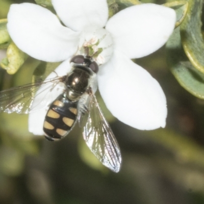 Melangyna viridiceps (Hover fly) at Higgins, ACT - 20 Aug 2023 by AlisonMilton