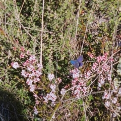 Erina (genus) (A dusky blue butterfly) at Namadgi National Park - 20 Aug 2023 by JT1997