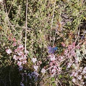 Erina sp. (genus) at Rendezvous Creek, ACT - 20 Aug 2023