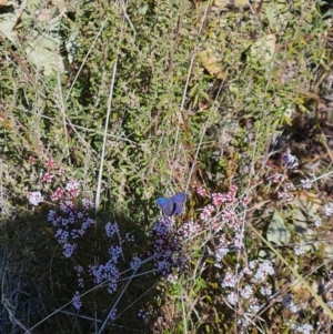 Erina sp. (genus) at Rendezvous Creek, ACT - 20 Aug 2023