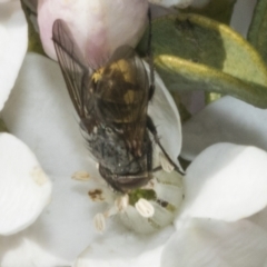 Calliphora stygia (Brown blowfly or Brown bomber) at Higgins, ACT - 19 Aug 2023 by AlisonMilton