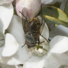 Calliphora stygia at Higgins, ACT - 20 Aug 2023