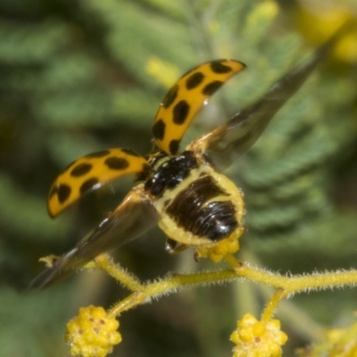 Harmonia conformis (Common Spotted Ladybird) at Scullin, ACT - 20 Aug 2023 by AlisonMilton