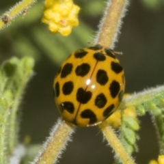 Harmonia conformis at Scullin, ACT - 20 Aug 2023