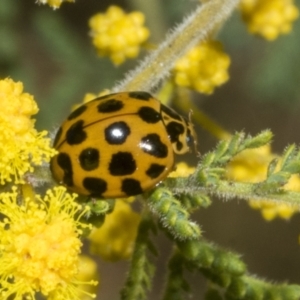 Harmonia conformis at Scullin, ACT - 20 Aug 2023