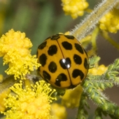 Harmonia conformis at Scullin, ACT - 20 Aug 2023