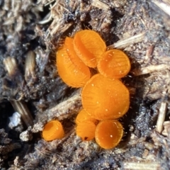 Cheilymenia coprinaria at Black Mountain - 20 Aug 2023 by AJB