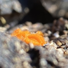 Cheilymenia coprinaria at Canberra Central, ACT - 20 Aug 2023