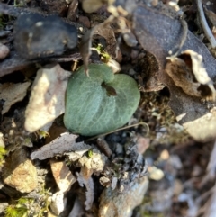 Cyrtostylis reniformis (Common Gnat Orchid) at Black Mountain - 20 Aug 2023 by AJB