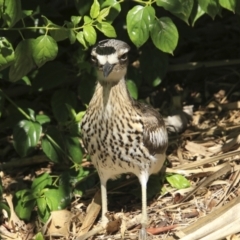 Burhinus grallarius (Bush Stone-curlew) at Brisbane Botantic Gardens Mt Coot-tha - 13 Aug 2023 by AlisonMilton