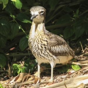 Burhinus grallarius at Mount Coot-Tha, QLD - 13 Aug 2023 01:00 PM